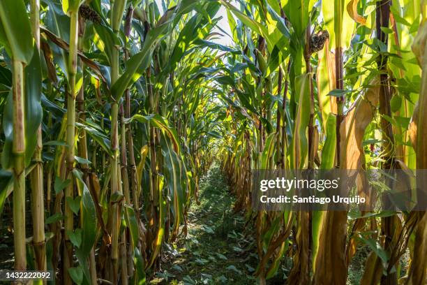inside a corn crop field - flanders fields stock pictures, royalty-free photos & images