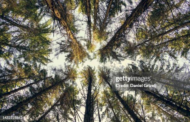 fir trees as seen from below up - göteborg stock-fotos und bilder