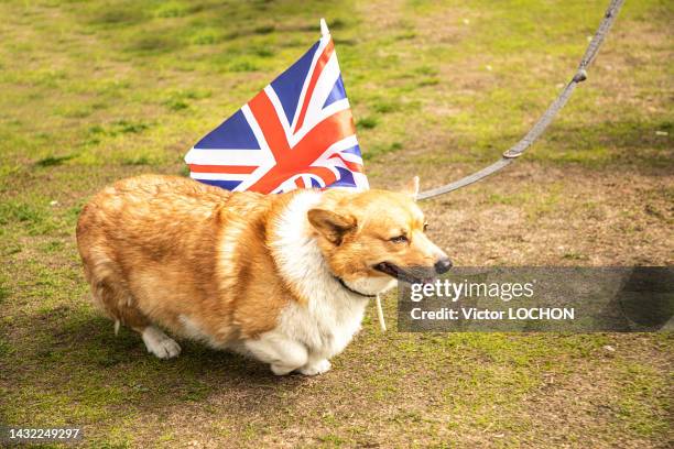 Chien Welsh Corgi Pembroke avec un drapeau britannique lors de l'Hommage National rendu à la reine Elizabeth II le 19 septembre 2022 à Londres.
