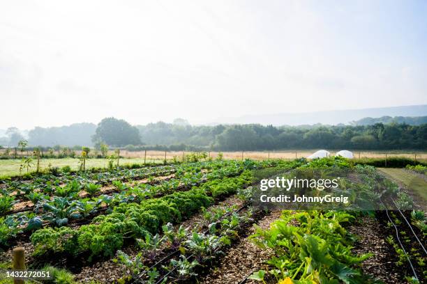 rows of vegetable crops on organic smallholding farm - vegetable patch stock pictures, royalty-free photos & images