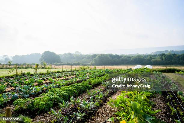 rows of vegetable crops on organic smallholding farm - organic farm 個照片及圖片檔