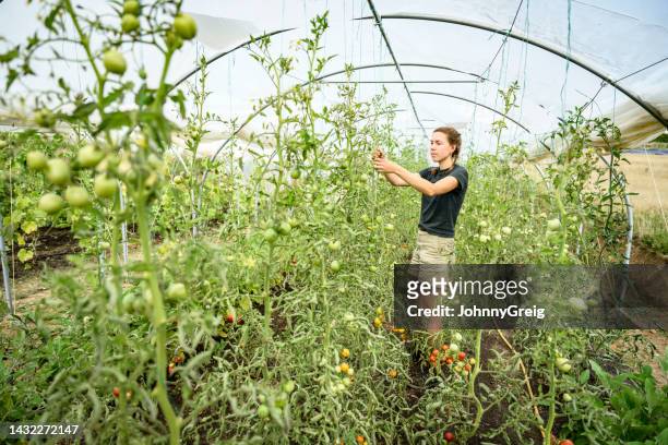 mid 20s woman caring for tomato plants on smallholding farm - tomato plant stock pictures, royalty-free photos & images