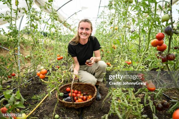interior portrait of farmer harvesting tomatoes - tomato plant stock pictures, royalty-free photos & images