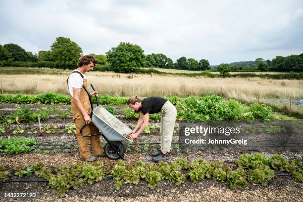 organic farmers spreading wood chips between planting rows - mulch stock pictures, royalty-free photos & images