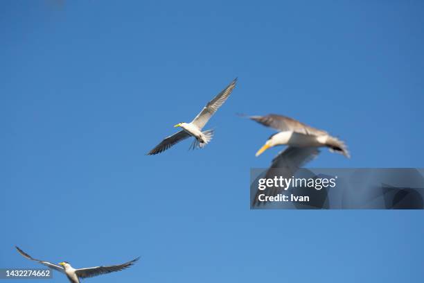 group of seagulls in a clear blue sunny sky - seagull imagens e fotografias de stock