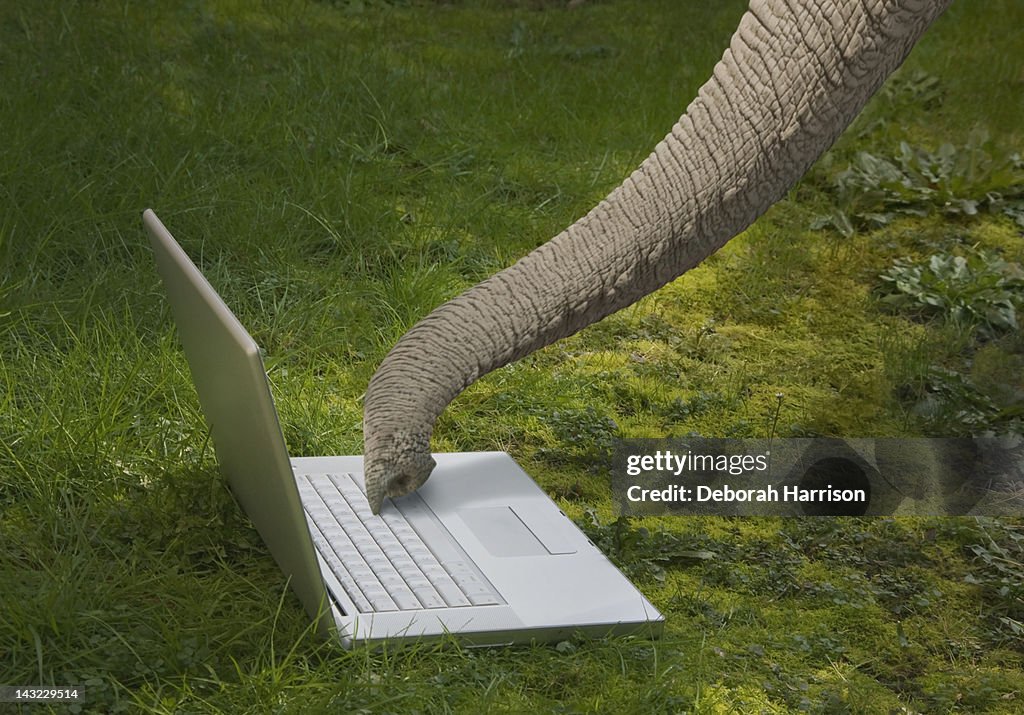 An Elephant Using A Laptop With Its Trunk High-Res Stock Photo - Getty ...