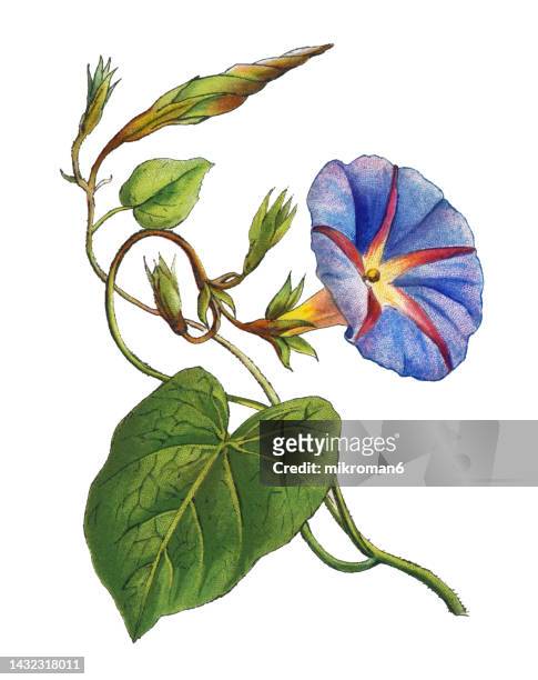 old chromolithograph illustration of botany, the common morning-glory, tall morning-glory, or purple morning glory (ipomoea purpurea) - morning glory stock pictures, royalty-free photos & images