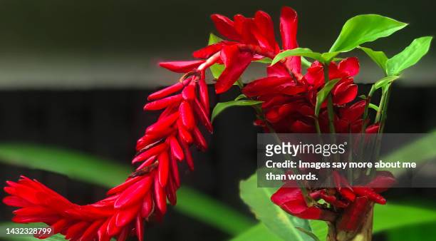 a vibrant red tropical flower. - bastão do imperador imagens e fotografias de stock