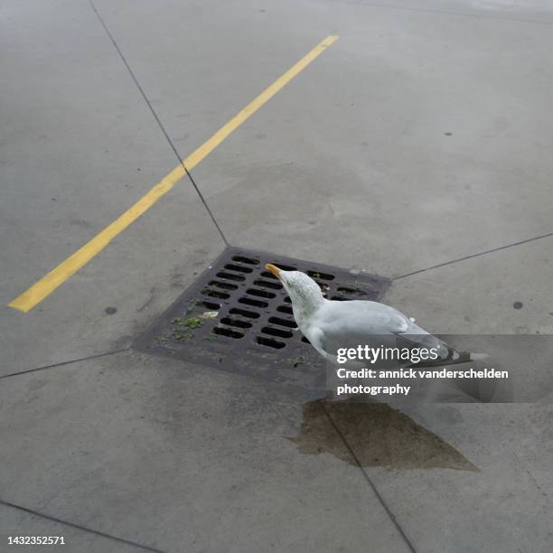 seagull and drainage grid - seagull stockfoto's en -beelden