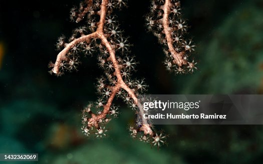 Polyps. Polyps.