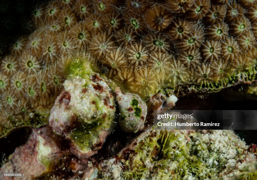 Sea Snail.