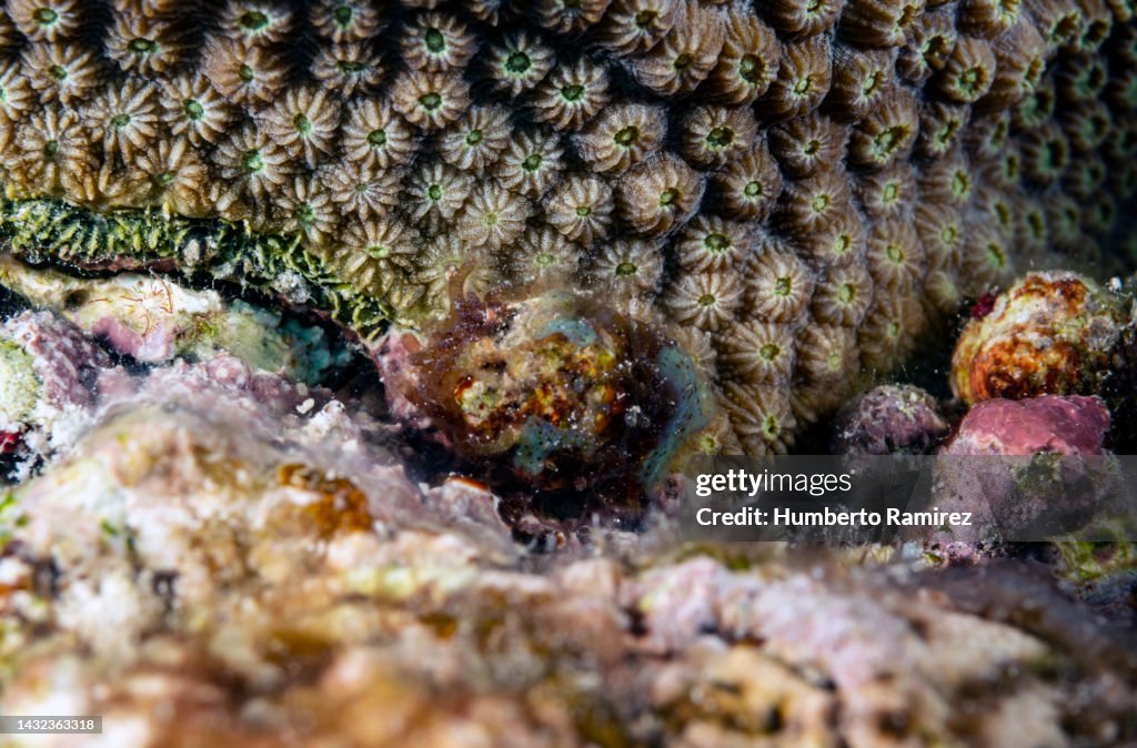 Sea Snail.