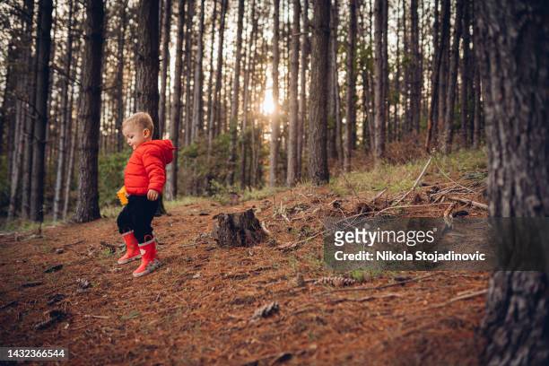 mom and son in the forest - pine woodland stockfoto's en -beelden