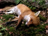 T L Fox Decomposition By Maggots Rot Ms - stock video - Getty Images