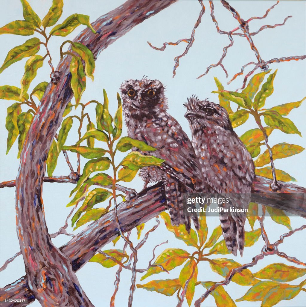 Tawny Frogmouth Podargus strigoides Birds Perched on a Branch Acrylic Painting