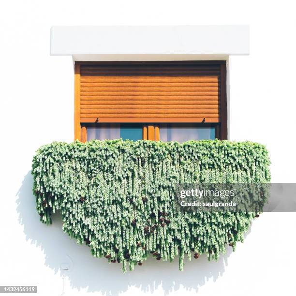 burro's tail growing in a window - persiana-ventana fotografías e imágenes de stock