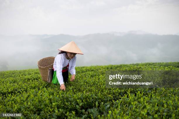 hmong, a vietnamese woman who works in a green tea plantation. in black with basket - camellia sinensis stock pictures, royalty-free photos & images