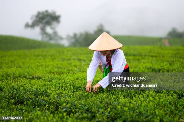 hmong, eine vietnamesin, die in einer grünteeplantage arbeitet. in schwarz mit korb - shizuoka prefecture stock-fotos und bilder