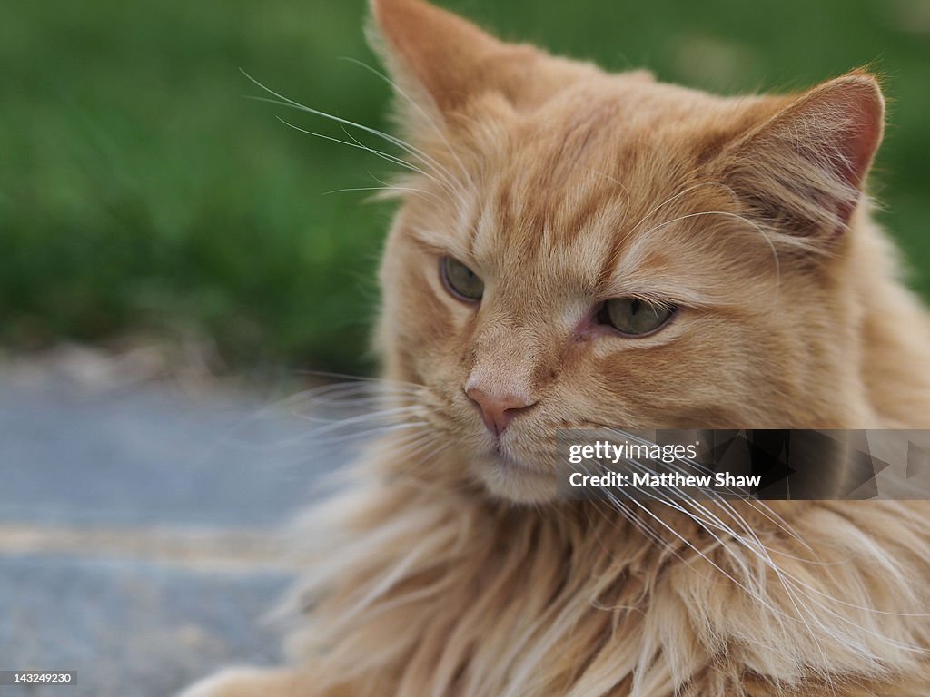 Long haired ginger cat