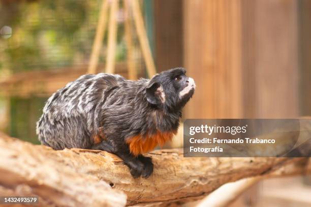 small monkey - pygmy marmoset stock pictures, royalty-free photos & images