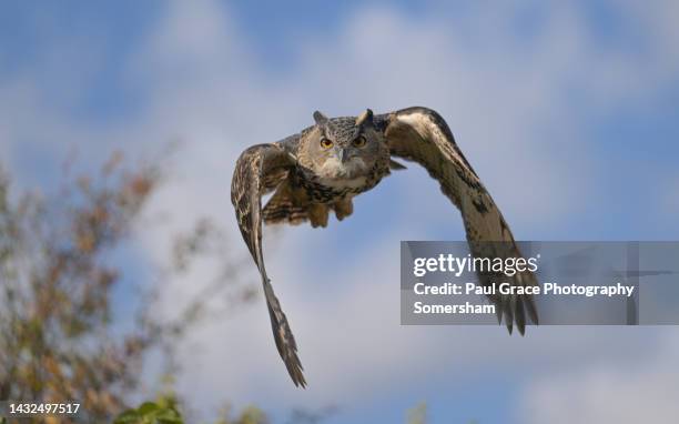 eurasian eagle owl in flight - gufo reale europeo foto e immagini stock