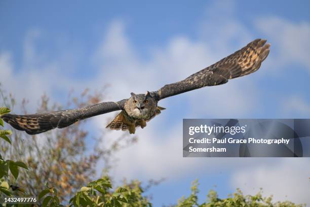 eurasian eagle owl in flight - bird uk bird of prey stock pictures, royalty-free photos & images