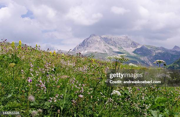 alpine spring flowers in austrian alps - andreaskoeberl stock-fotos und bilder