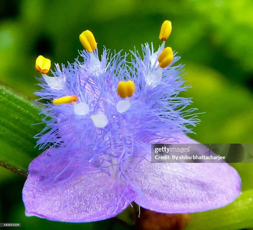 Pinkish lavender flower