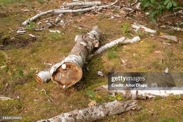 fallen birch tree tree  in a forest - dry rot stock pictures, royalty-free photos & images