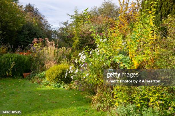 english garden borders in mid autumn - beautiful garden stock pictures, royalty-free photos & images