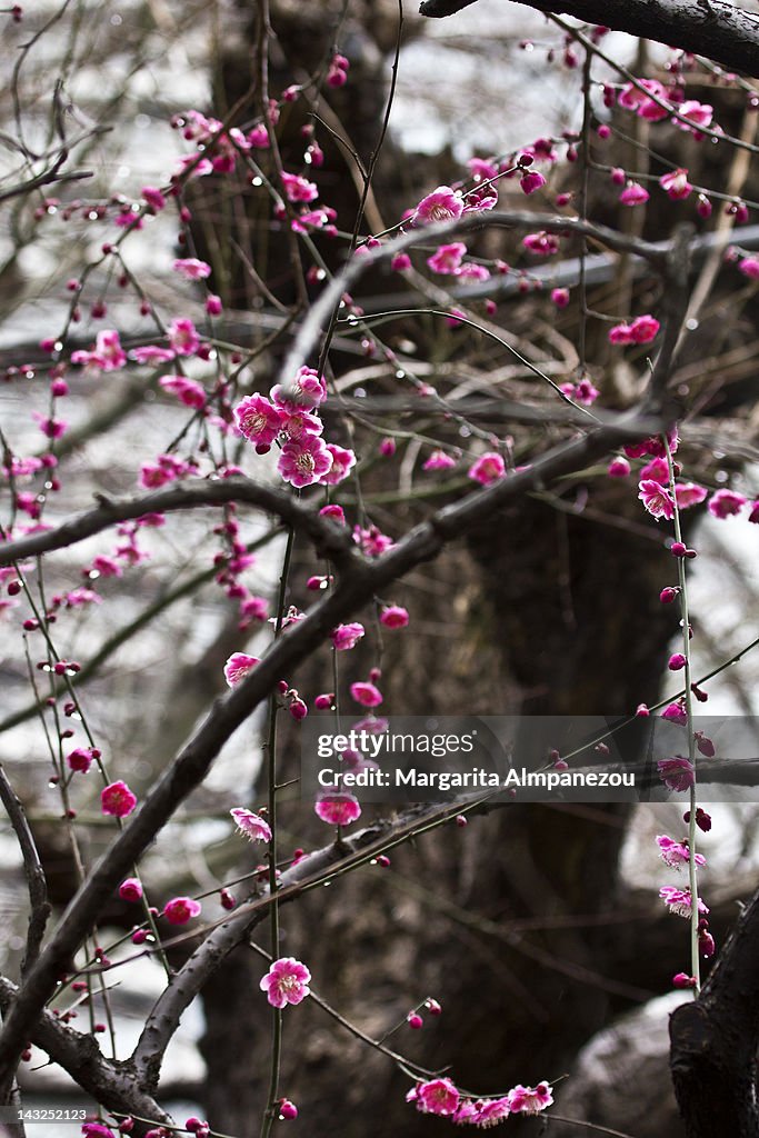 Ume Blossoms