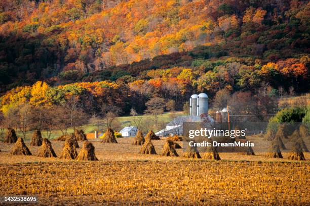 Farm Shock Corn Shocks Photos and Premium High Res Pictures - Getty Images