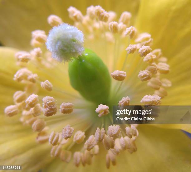 yellow papaver hybridum - papaver hybridum stock pictures, royalty-free photos & images
