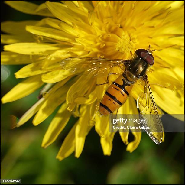 hoverfly on dandelion - chesterfield square stock-fotos und bilder