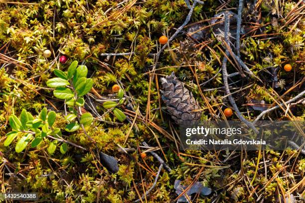 forest floor wallpaper. wet autumn ground. northern nature land. scandinavian forest covering. green swamp after rain in twilight. pine cones and hair moss. non-urban dark environment. karelia, north scandinavian undergrowth - forest floor stock-fotos und bilder