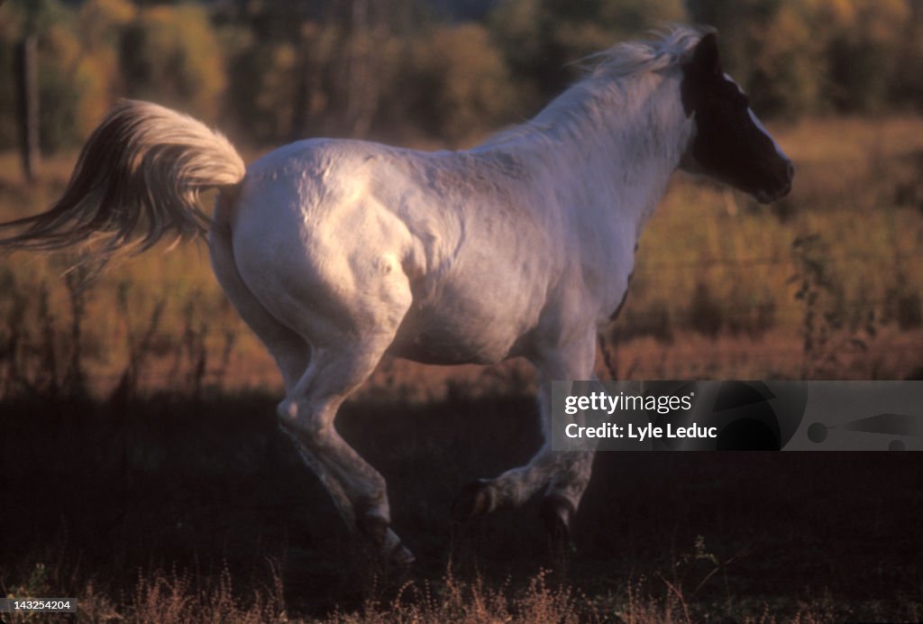 Galloping filly