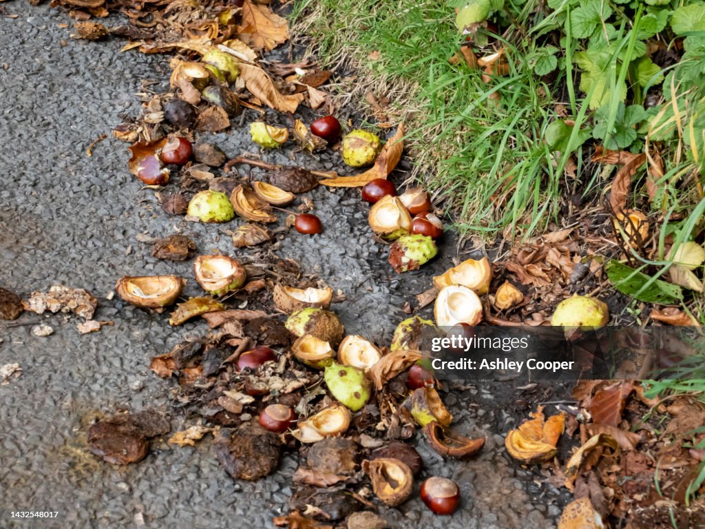 Conkers on the road side at Far Sawrey, Lake District, UK.