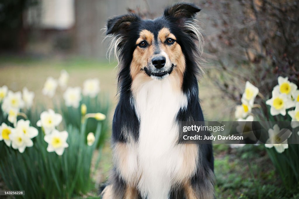 Smiling Australian sheperd