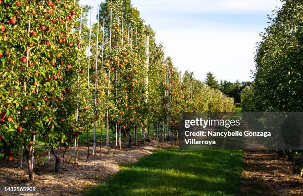 espalier apple trees orchard - apple orchard stock pictures, royalty-free photos & images