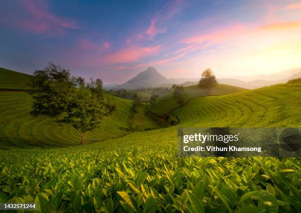 aerial view tea farm at asia - thee gewas stockfoto's en -beelden