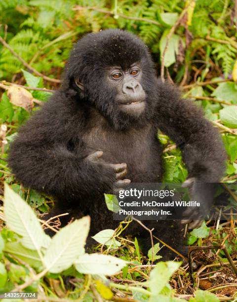 mountain gorilla - gorilla beating chest stock pictures, royalty-free photos & images