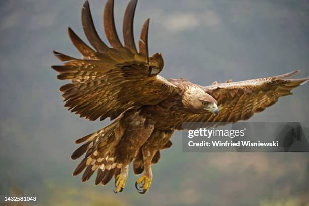 golden eagle approaching a dead tree - steinadler stock-fotos und bilder