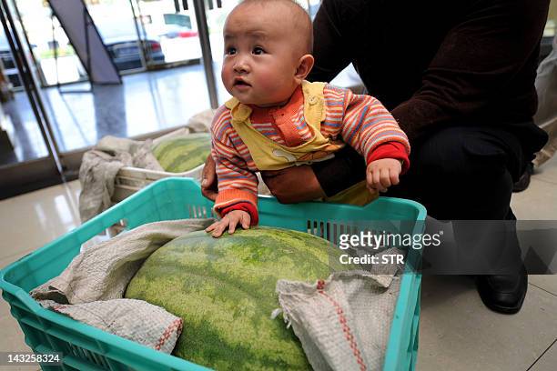 Chinese boy sits beside a watermelon during a contest for the biggest and sweetest watermelon, in Beijing on May 25, 2011. A recent bizarre wave of...