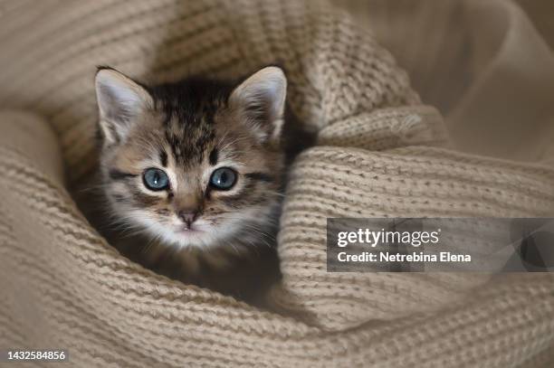 cute striped kitten in a brown warm blanket. newborn kitten, baby cat, baby pet. a pet. cozy home winter evening. a postcard for the year 2023 of the cat - tabby bildbanksfoton och bilder