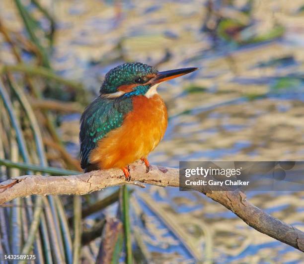 kingfisher [alcedo atthis] - kingfisher river stock pictures, royalty-free photos & images