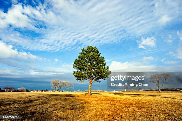 tree - lincoln nebraska stock pictures, royalty-free photos & images