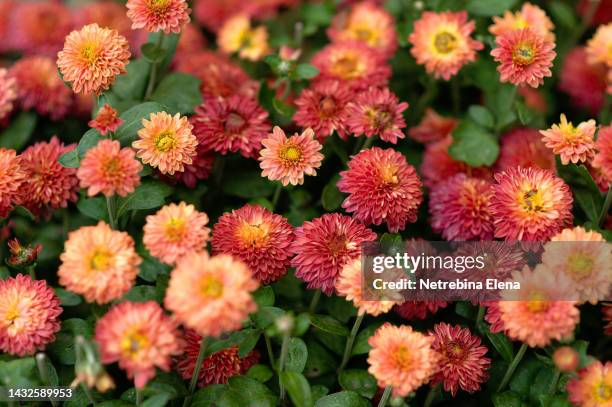 autumn flowers taken from above, texture for the design background, vertical photo. - chrysanthemum fotografías e imágenes de stock