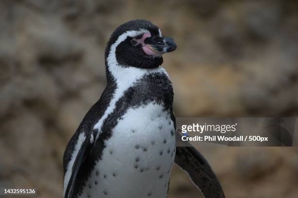 close-up of magellan humboldt jackass penguin on rock,shimonoseki,yamaguchi,japan - japan penguin stock pictures, royalty-free photos & images