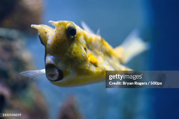 close-up of frog swimming in sea - japanese puffer fish stock pictures, royalty-free photos & images