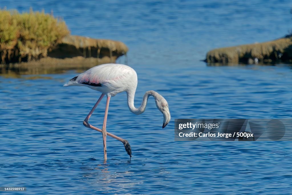 Side view of gray heron flying over lake,Fuseta,Portugal